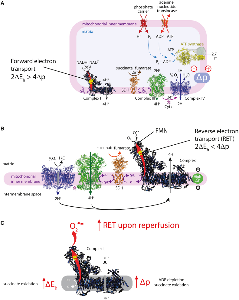 Fig. 10