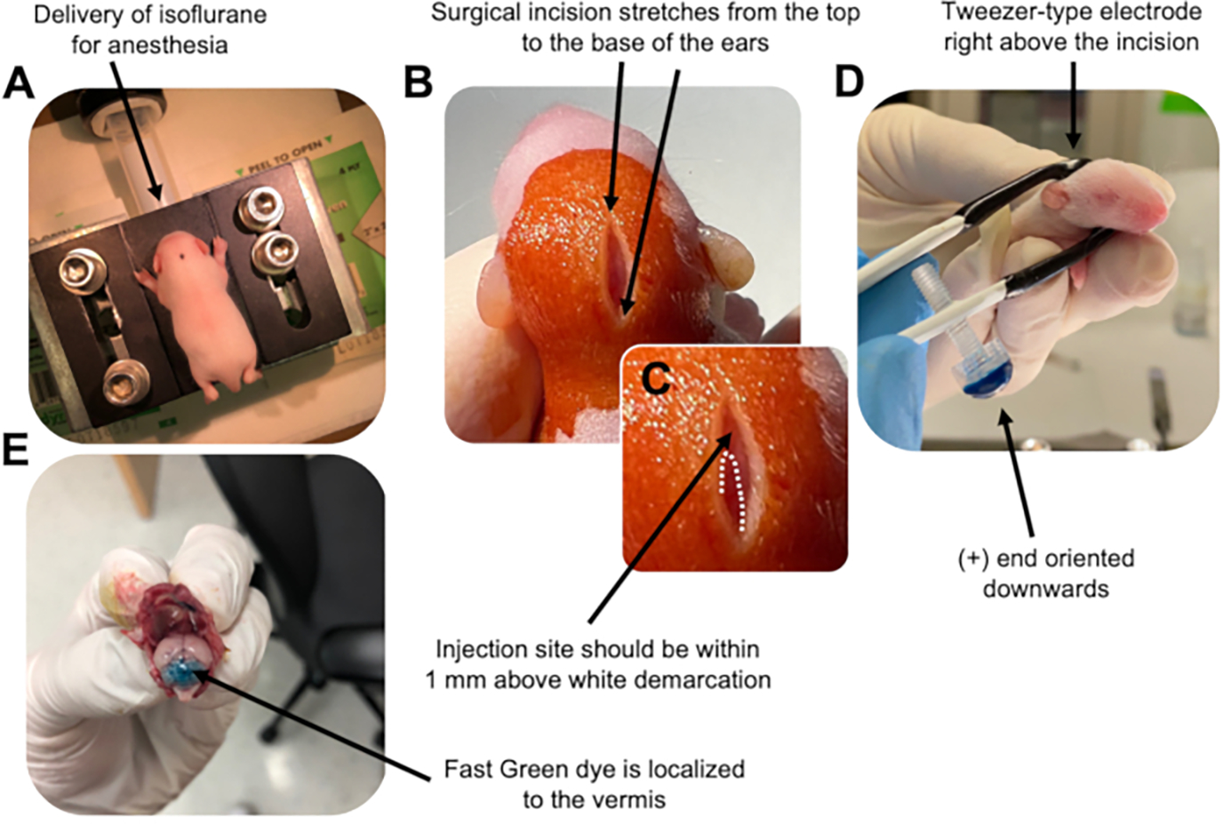 Figure 2: