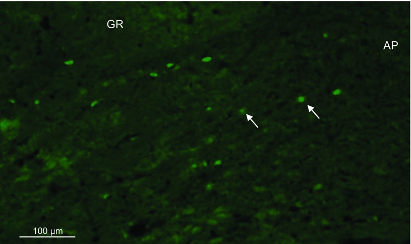 Fig. 6.