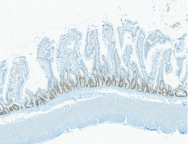 Figure 4e.