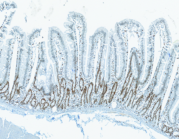 Figure 4a.