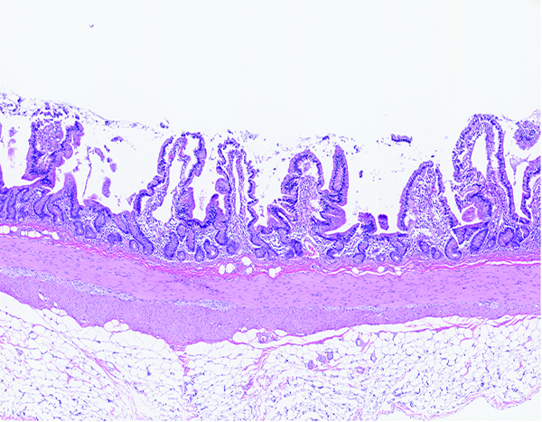 Figure 3a.