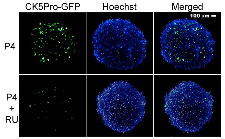 Fig. (1)