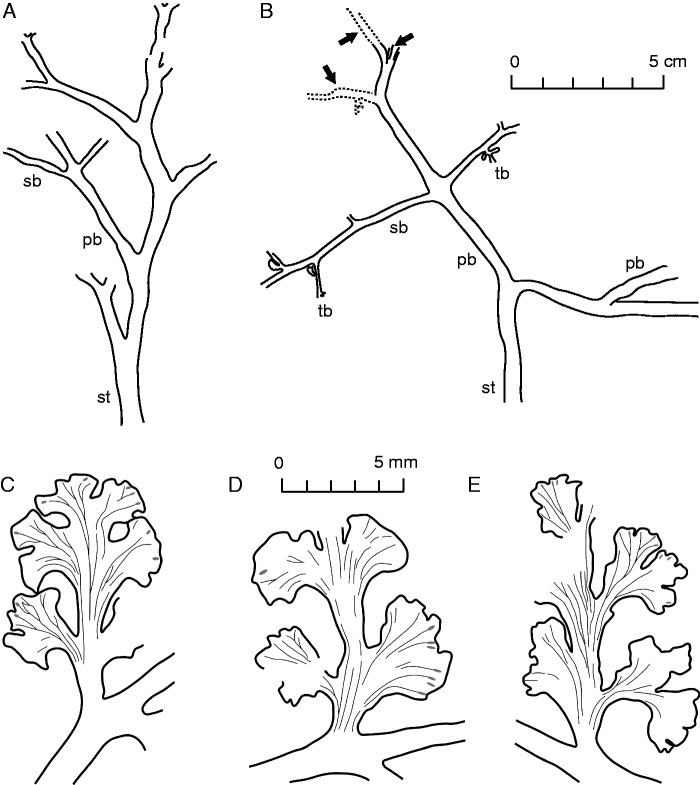 Fig. 5.