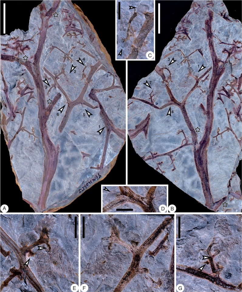 Fig. 7.