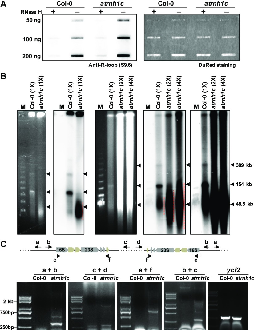 Figure 4.