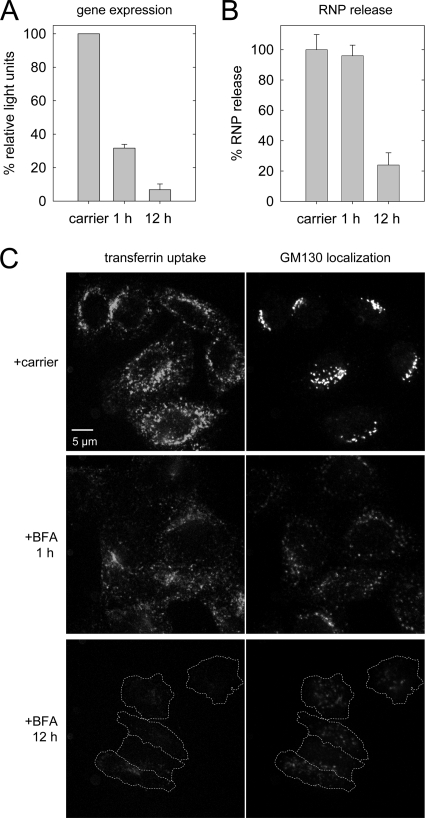 Fig 7