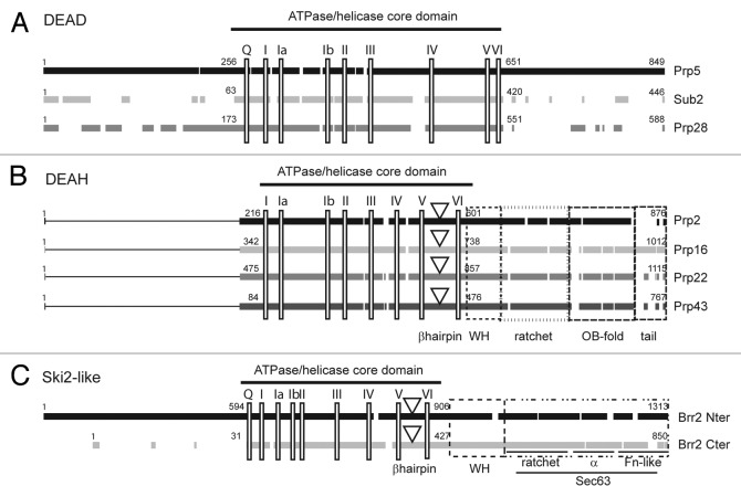 graphic file with name rna-10-83-g2.jpg