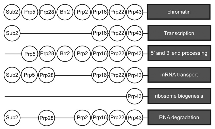 graphic file with name rna-10-83-g4.jpg