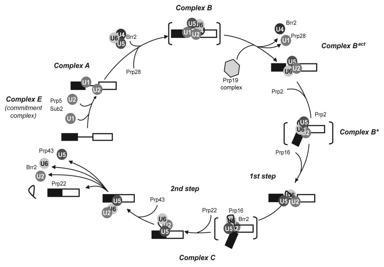 graphic file with name rna-10-83-g1.jpg