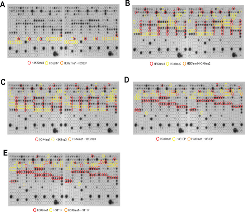 Figure 1—figure supplement 1.