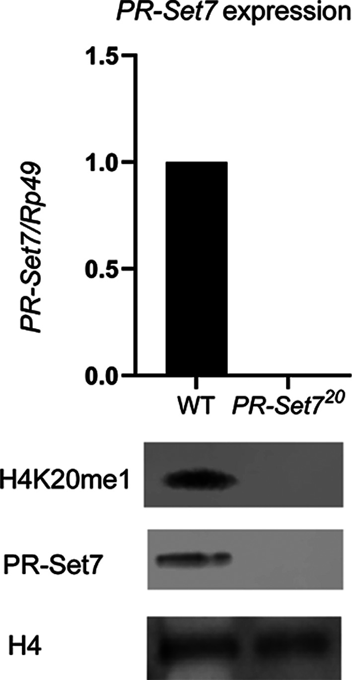 Figure 3—figure supplement 1.