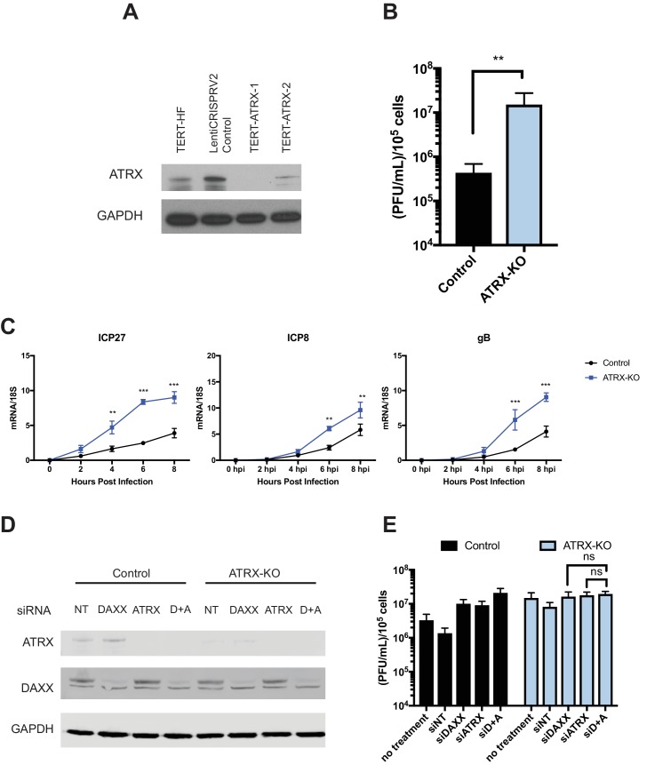 Figure 4—figure supplement 1.