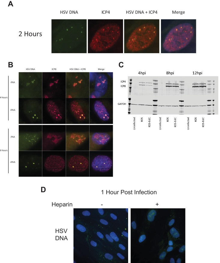 Figure 1—figure supplement 2.