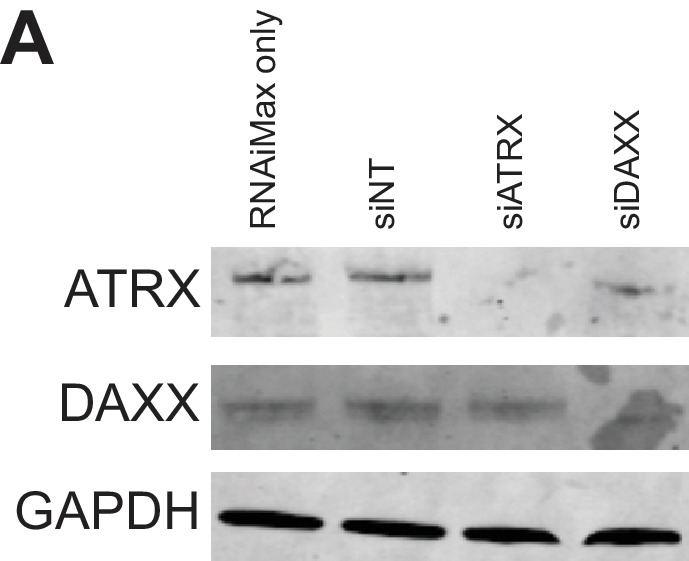 Figure 2—figure supplement 1.