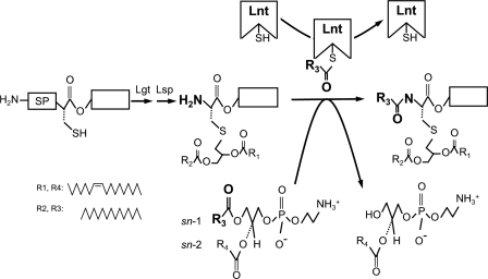 FIGURE 1.