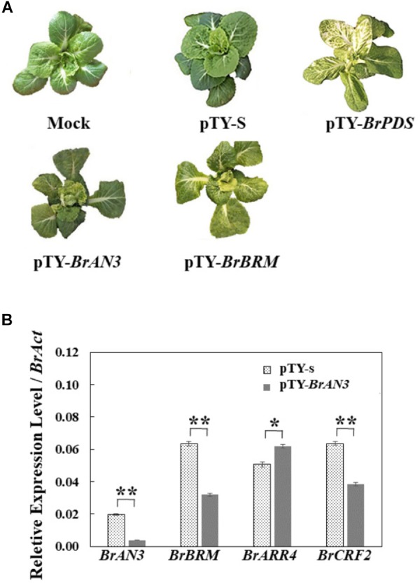 FIGURE 3