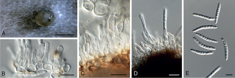 Fig. 28.