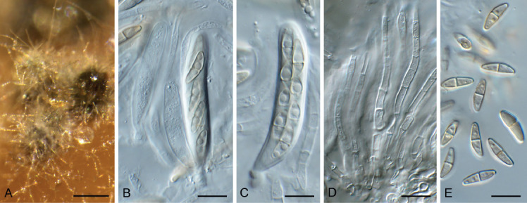 Fig. 44.