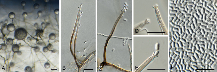 Fig. 15.