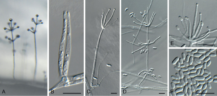 Fig. 25.