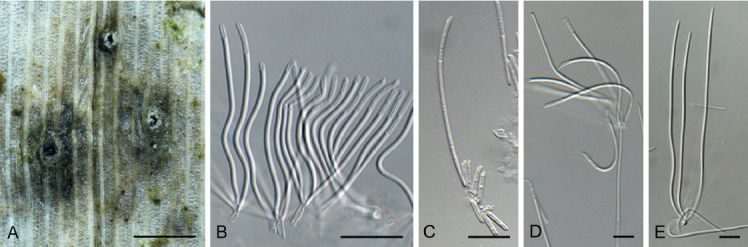 Fig. 19.