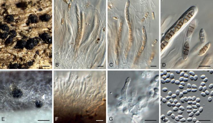 Fig. 35.