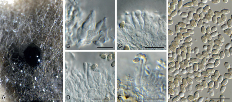 Fig. 51.