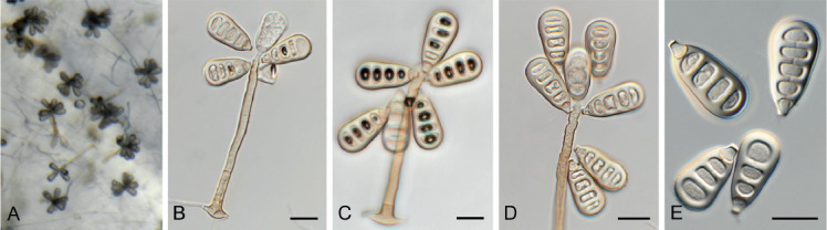 Fig. 54.