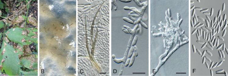 Fig. 29.