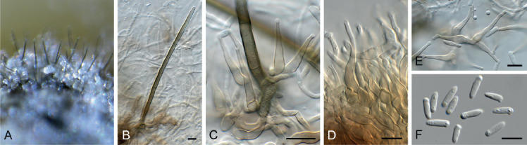 Fig. 61.