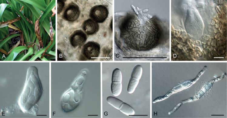 Fig. 56.