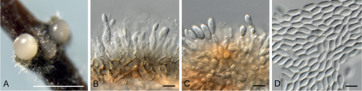 Fig. 18.