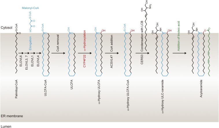 Fig. S6.