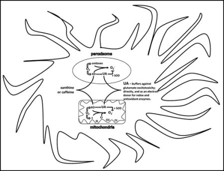 graphic file with name nihms946646u1.jpg