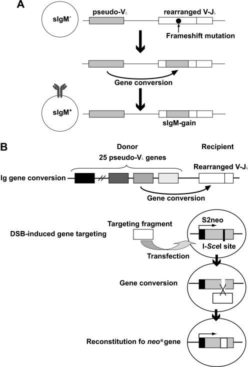 FIGURE 1.