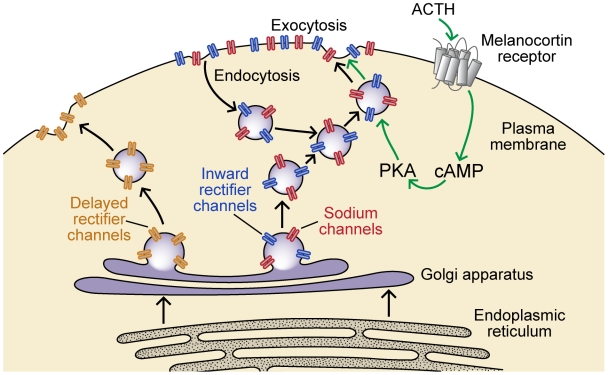 Figure 12