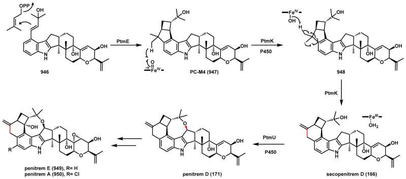 Scheme 135