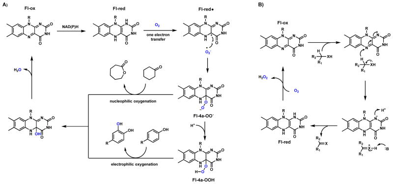 Scheme 5