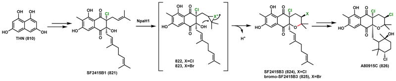 Scheme 116