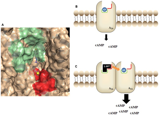 FIGURE 12