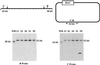 Fig 4.