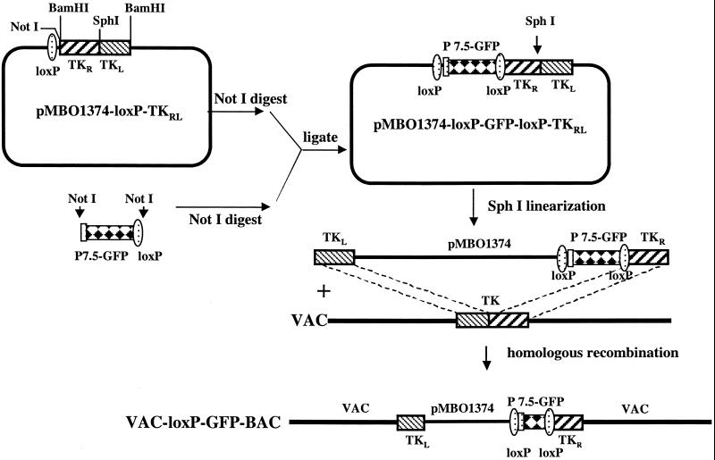 Fig 1.