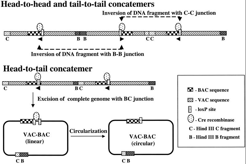 Fig 2.