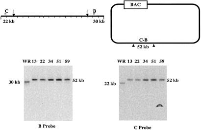 Fig 4.