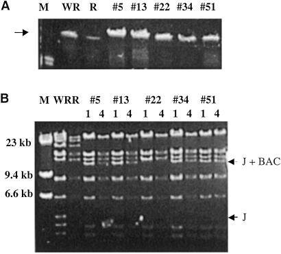 Fig 6.