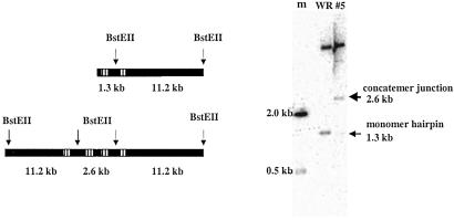 Fig 5.