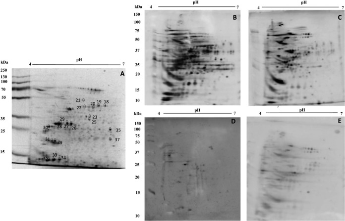 FIG 2