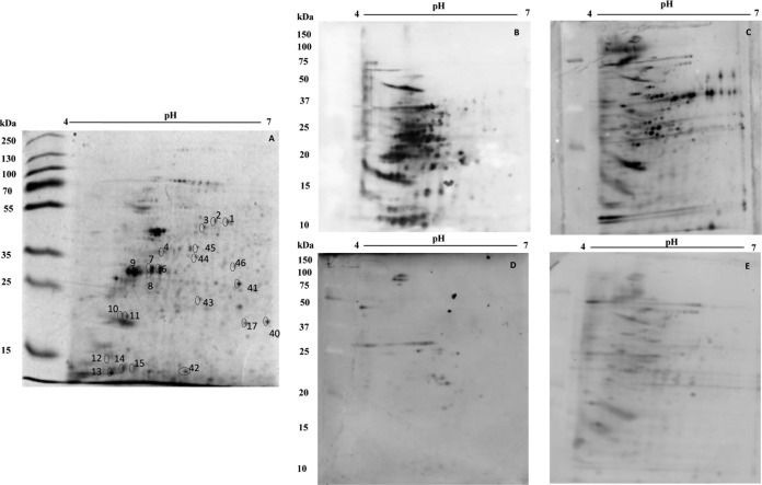 FIG 1