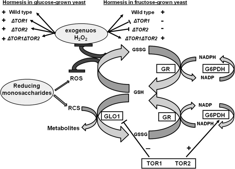 Figure 7.